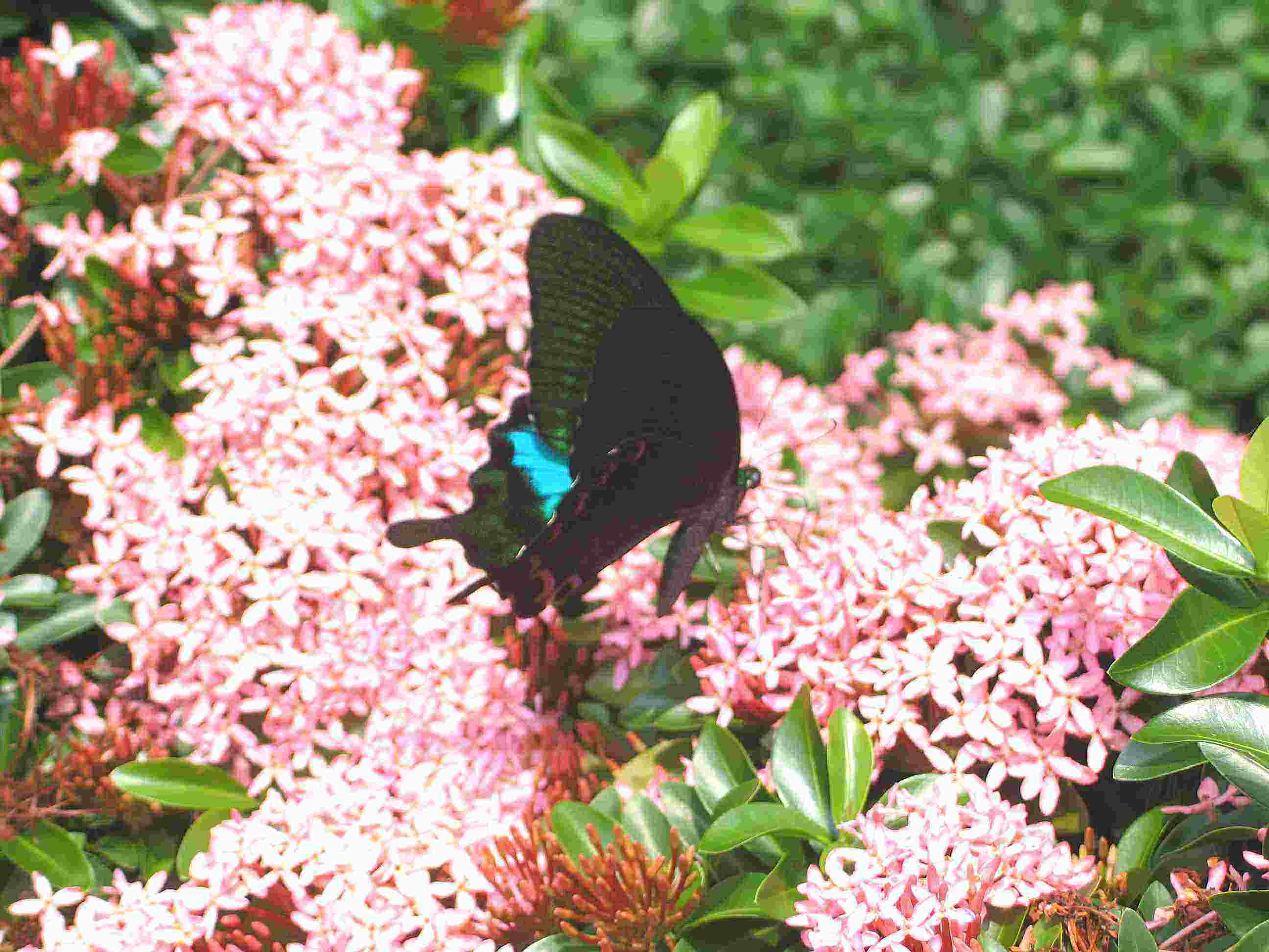 按此在新視窗瀏覽圖片