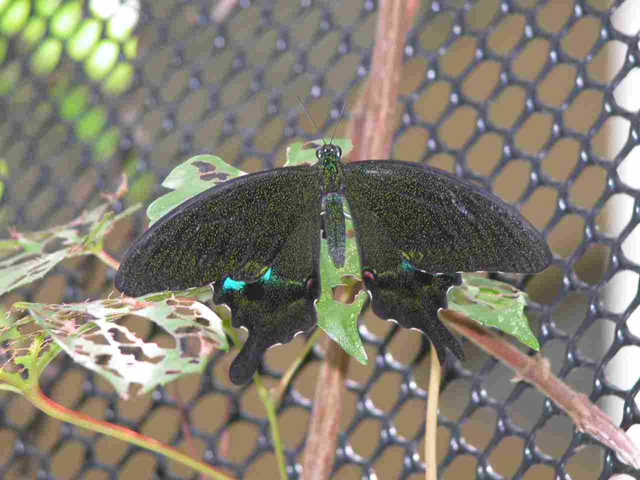 按此在新視窗瀏覽圖片
