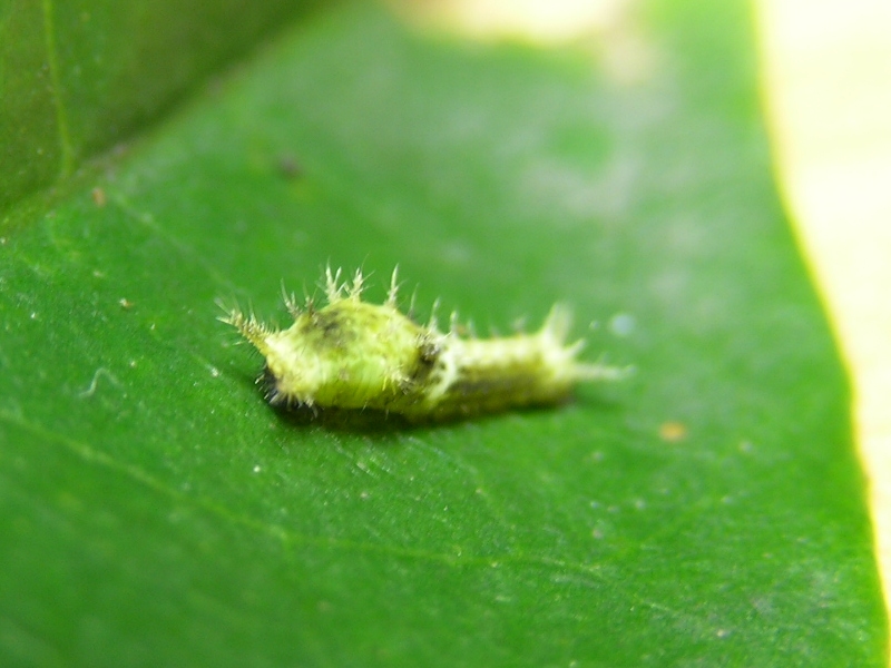 按此在新視窗瀏覽圖片