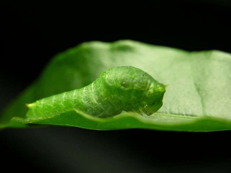 按此在新視窗瀏覽圖片