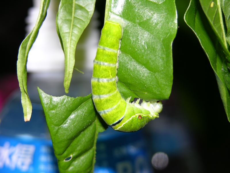 按此在新視窗瀏覽圖片