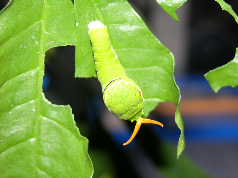 按此在新視窗瀏覽圖片