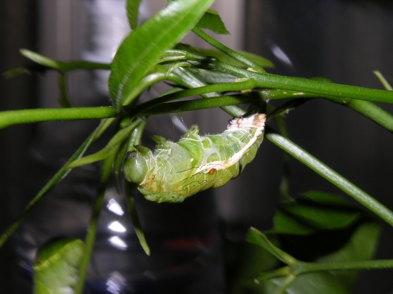 按此在新視窗瀏覽圖片