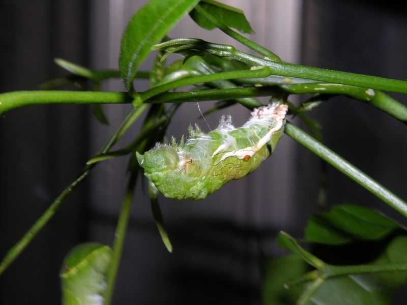 按此在新視窗瀏覽圖片