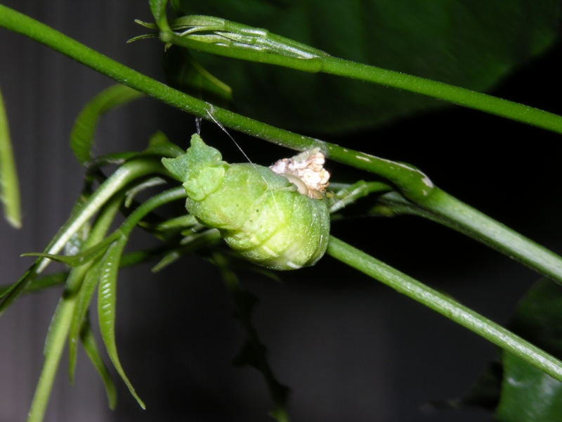 按此在新視窗瀏覽圖片