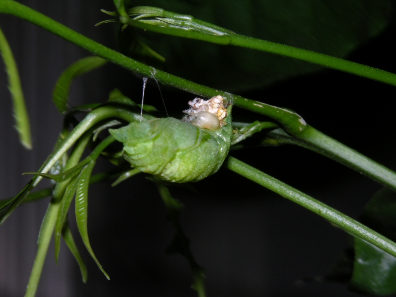 按此在新視窗瀏覽圖片