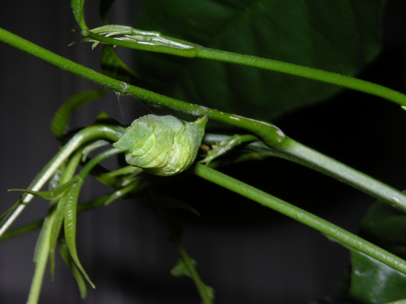 按此在新視窗瀏覽圖片