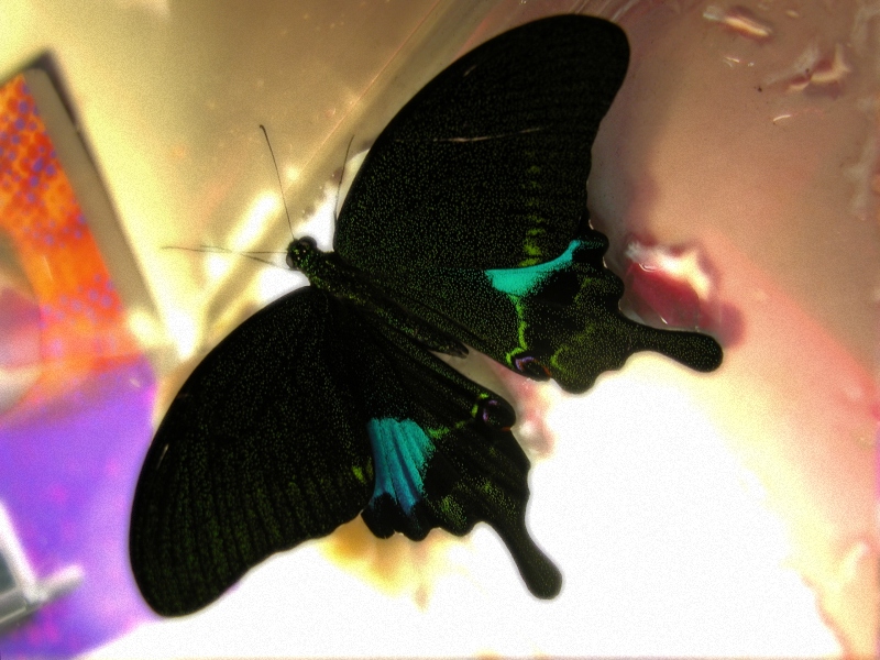 按此在新視窗瀏覽圖片