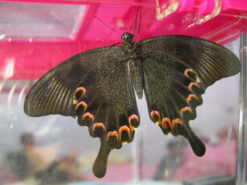 按此在新視窗瀏覽圖片