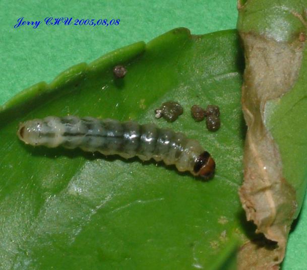 按此在新視窗瀏覽圖片