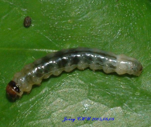 按此在新視窗瀏覽圖片