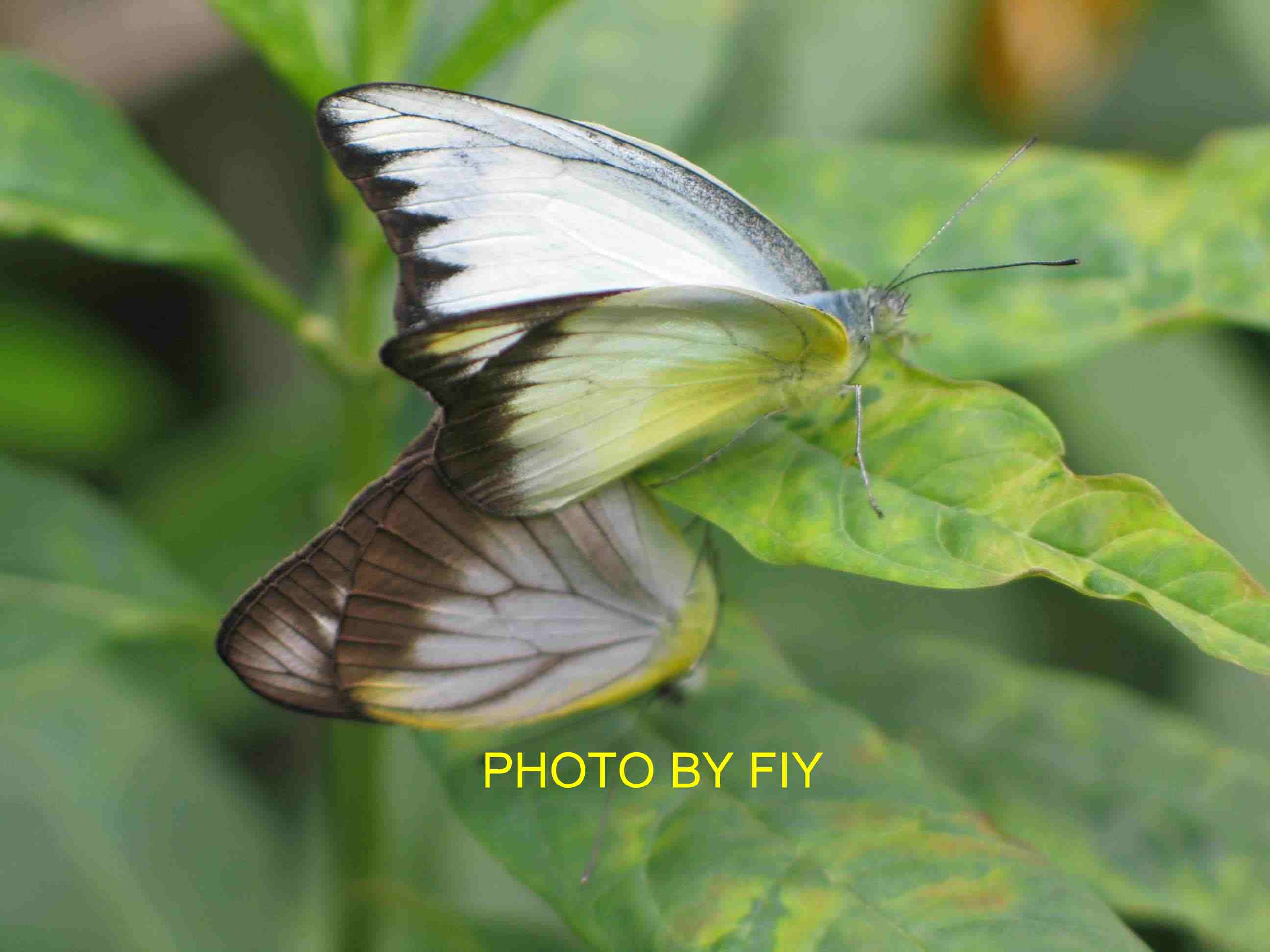 按此在新視窗瀏覽圖片