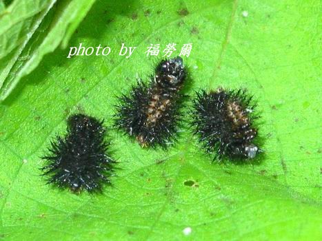 按此在新視窗瀏覽圖片