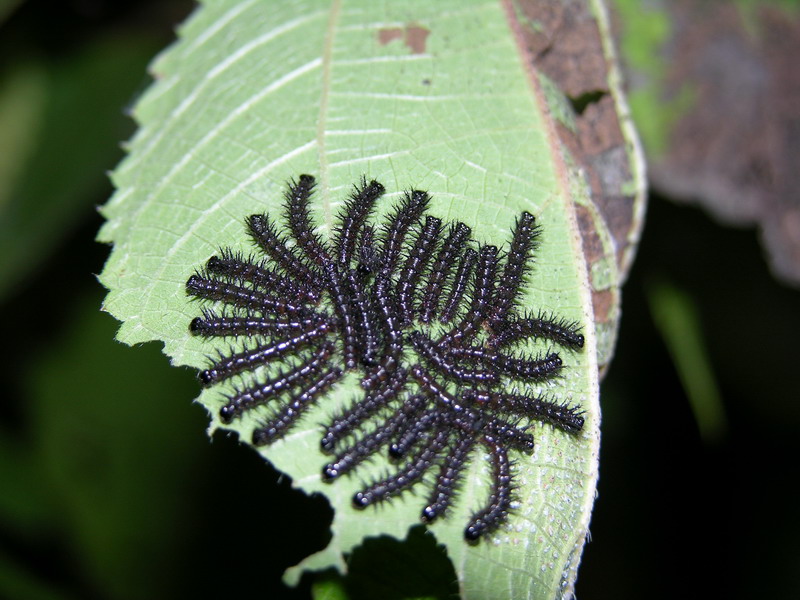 按此在新視窗瀏覽圖片