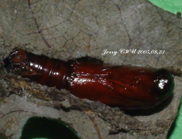 按此在新視窗瀏覽圖片