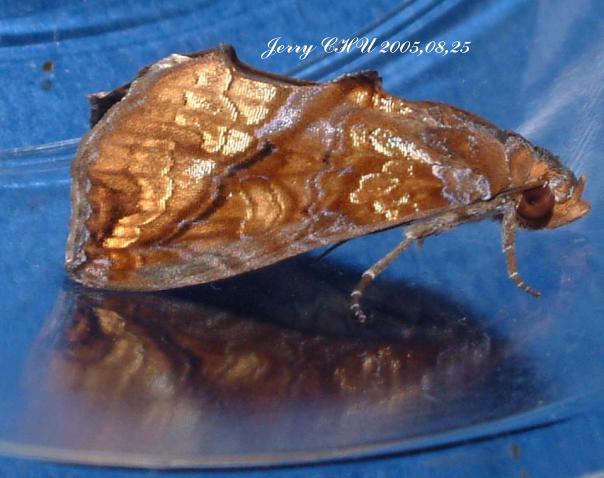 按此在新視窗瀏覽圖片