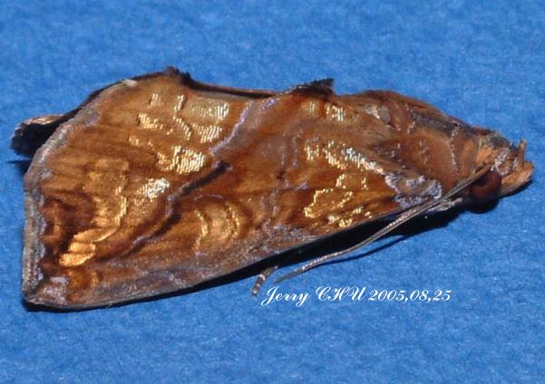 按此在新視窗瀏覽圖片