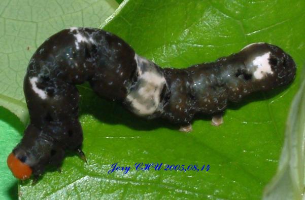 按此在新視窗瀏覽圖片