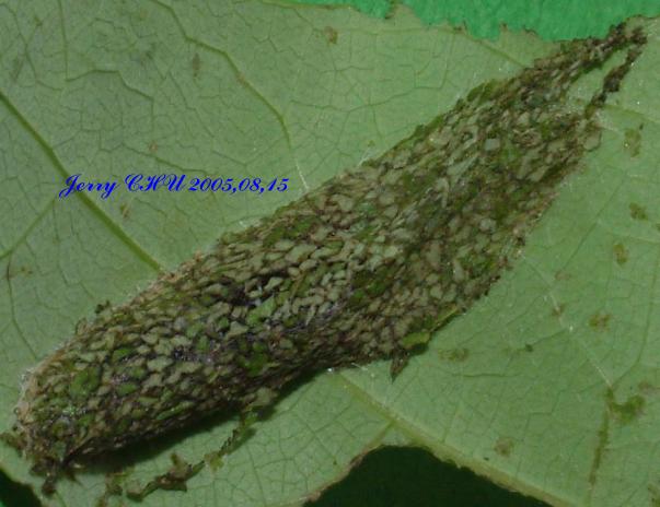 按此在新視窗瀏覽圖片