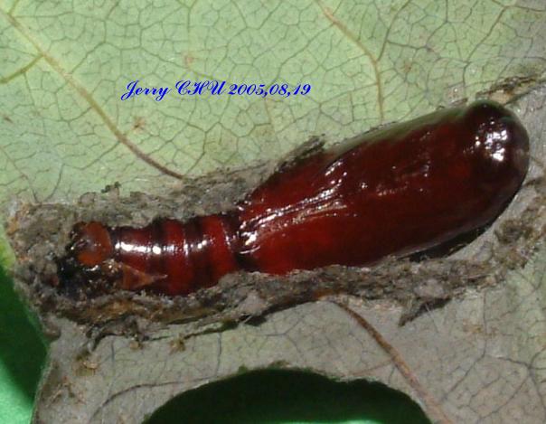 按此在新視窗瀏覽圖片