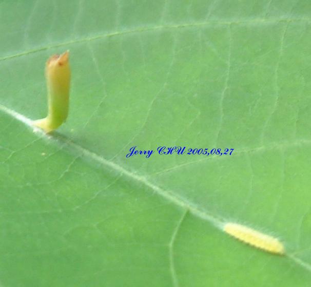 按此在新視窗瀏覽圖片