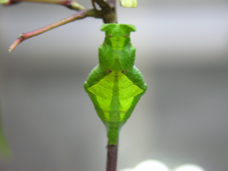 按此在新視窗瀏覽圖片