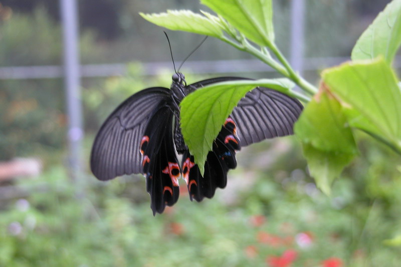 按此在新視窗瀏覽圖片