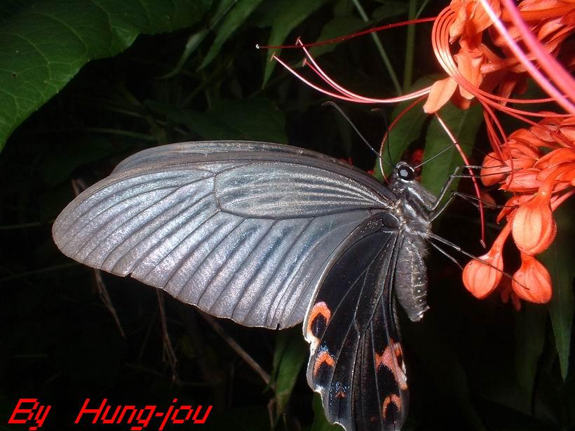 按此在新視窗瀏覽圖片