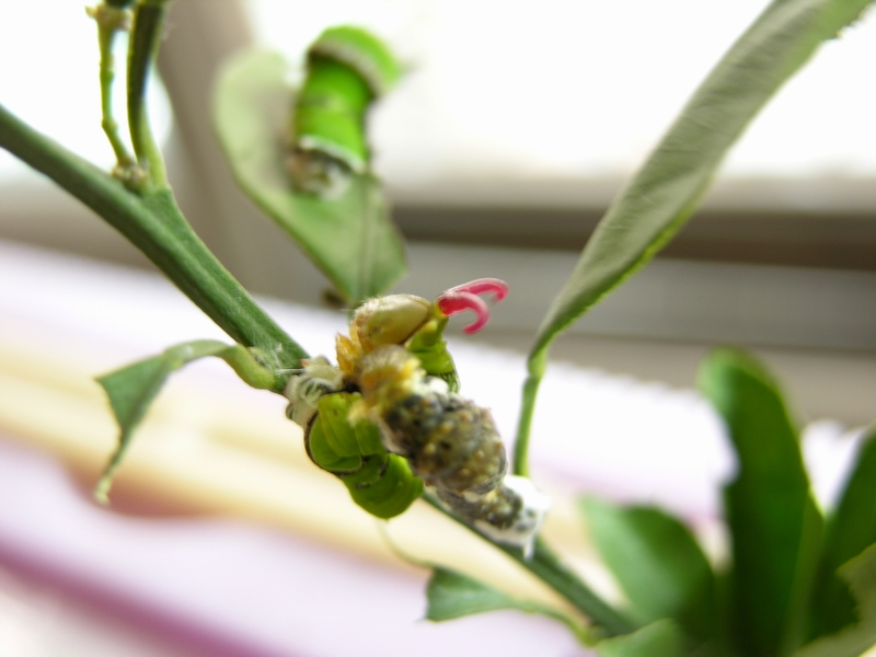 按此在新視窗瀏覽圖片