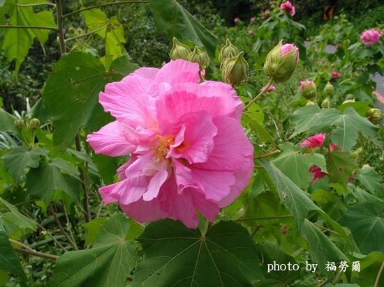 按此在新視窗瀏覽圖片