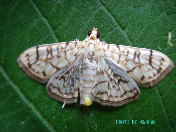 按此在新視窗瀏覽圖片