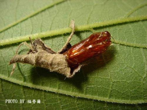 按此在新視窗瀏覽圖片