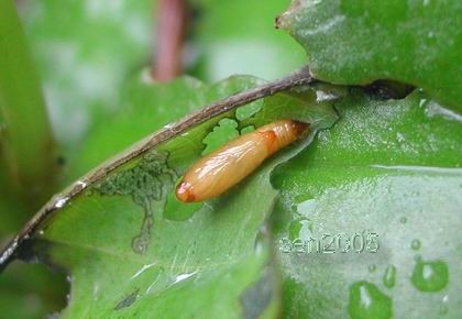 按此在新視窗瀏覽圖片