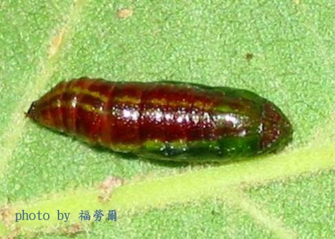 按此在新視窗瀏覽圖片