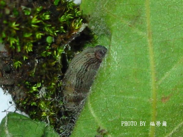 按此在新視窗瀏覽圖片