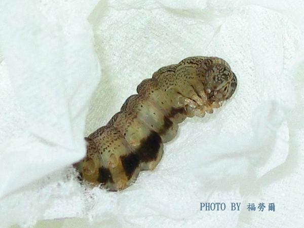 按此在新視窗瀏覽圖片