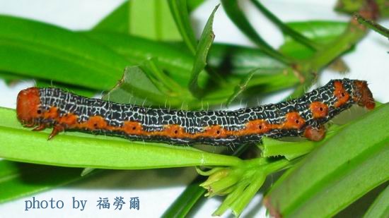 按此在新視窗瀏覽圖片