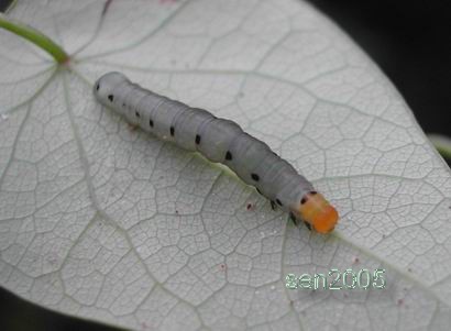 按此在新視窗瀏覽圖片