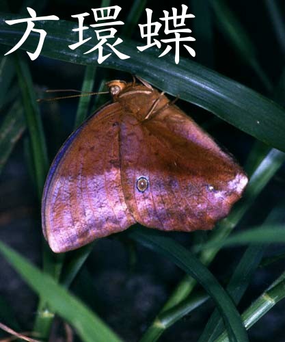 «ö¦¹¦b·sµøµ¡ÂsÄý¹Ï¤ù