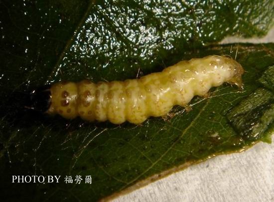 按此在新視窗瀏覽圖片