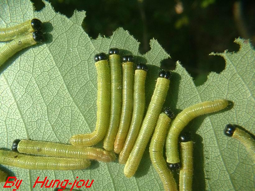 按此在新視窗瀏覽圖片