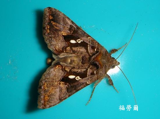 按此在新視窗瀏覽圖片