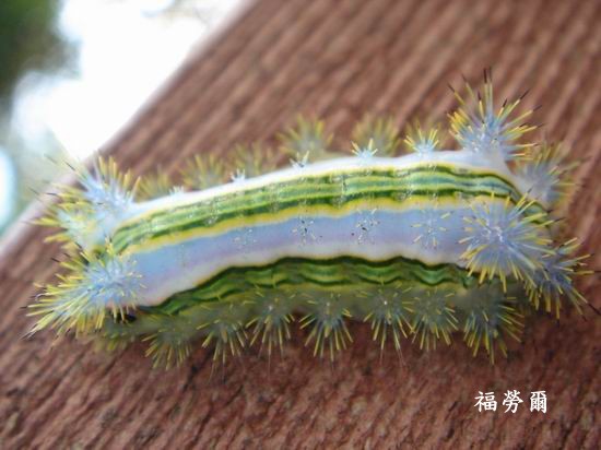按此在新視窗瀏覽圖片
