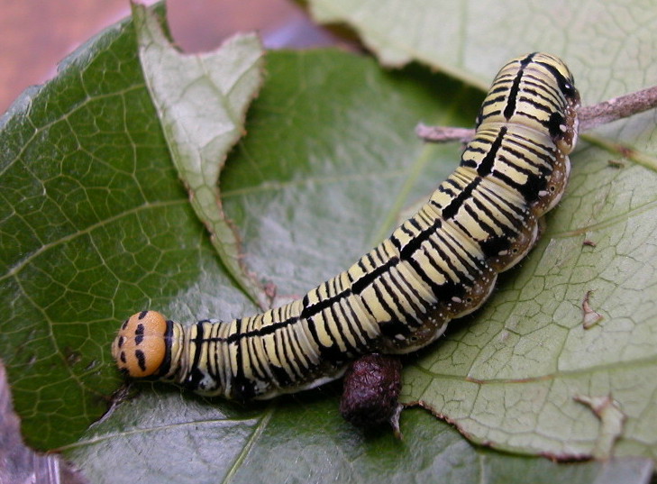 按此在新視窗瀏覽圖片