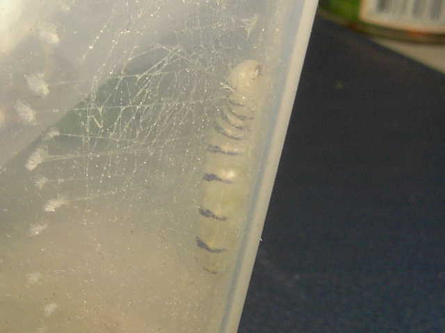 按此在新視窗瀏覽圖片