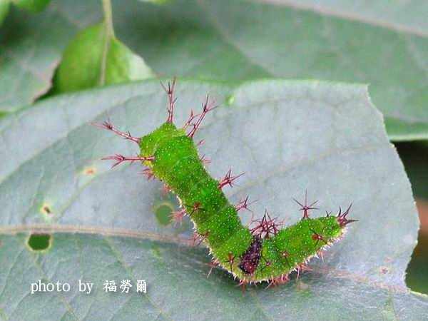 按此在新視窗瀏覽圖片