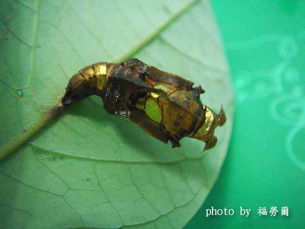 按此在新視窗瀏覽圖片