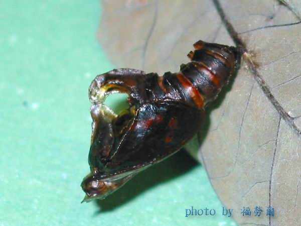 按此在新視窗瀏覽圖片