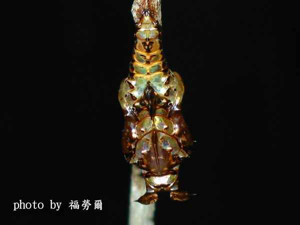 按此在新視窗瀏覽圖片