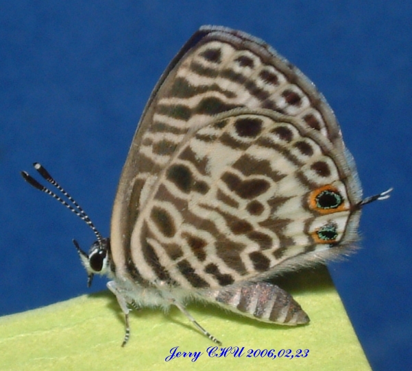 按此在新視窗瀏覽圖片